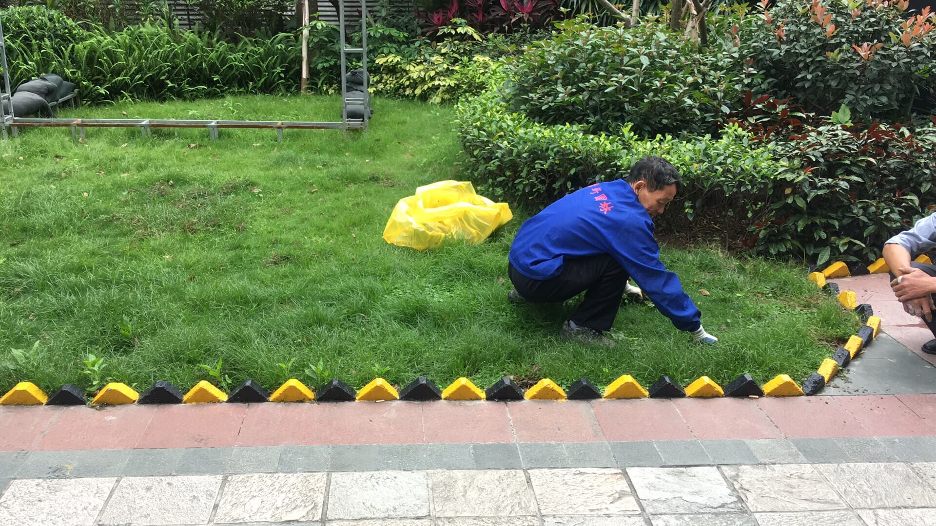 綠化養(yǎng)護草坪養(yǎng)護