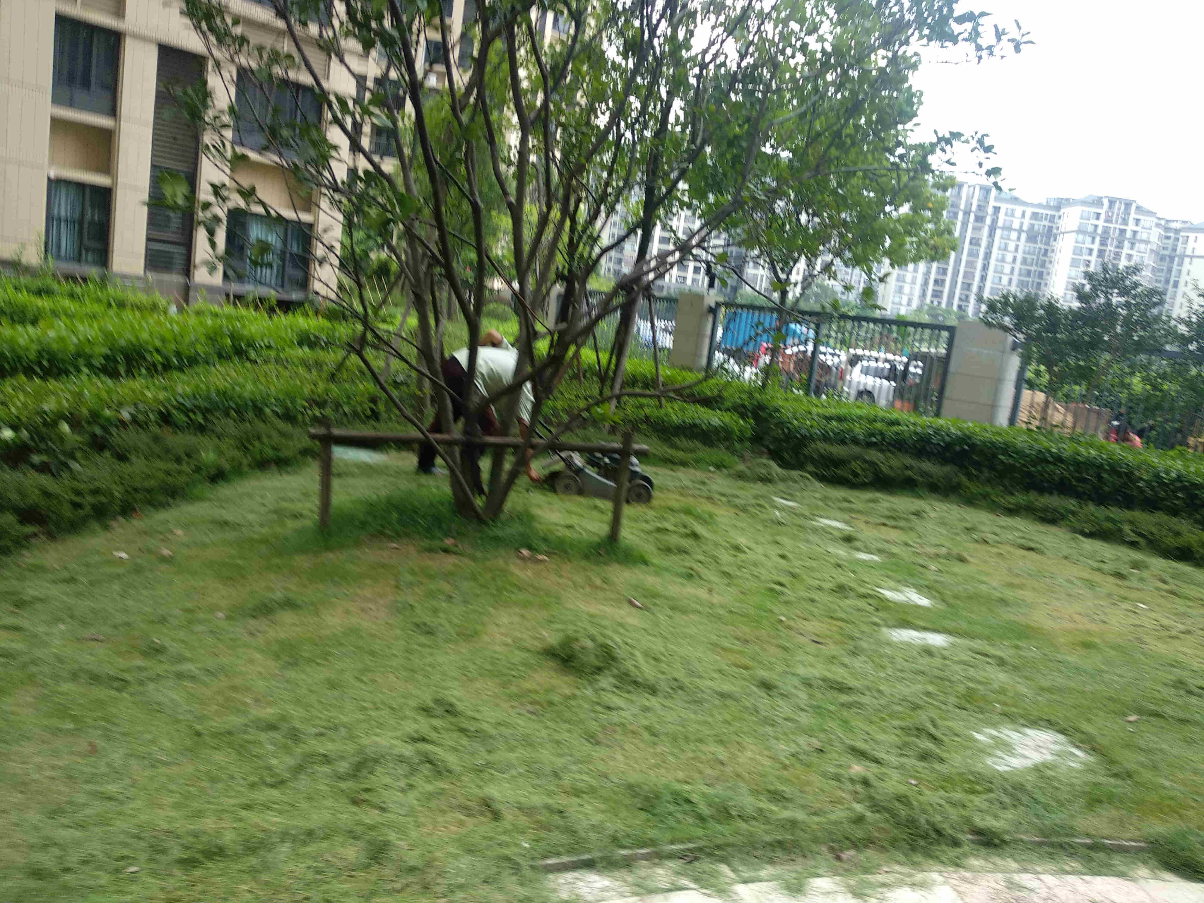 綠化維護(hù)