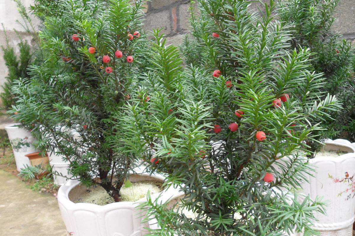 紅豆杉盆景的綠化養(yǎng)護