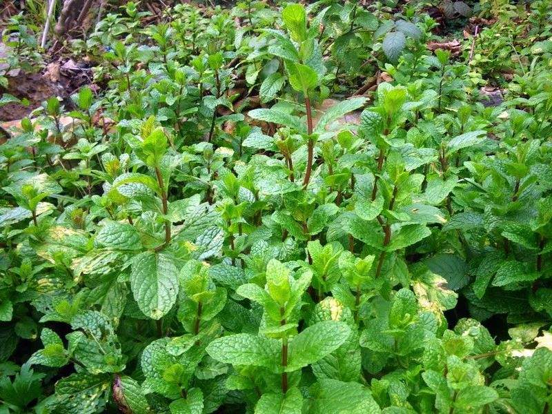 小區(qū)綠化養(yǎng)護薄荷的養(yǎng)護