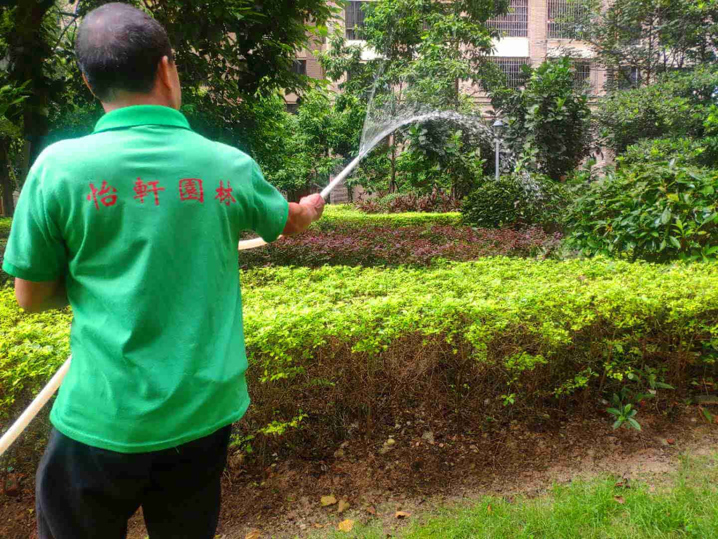 綠化養(yǎng)護苗木的澆水