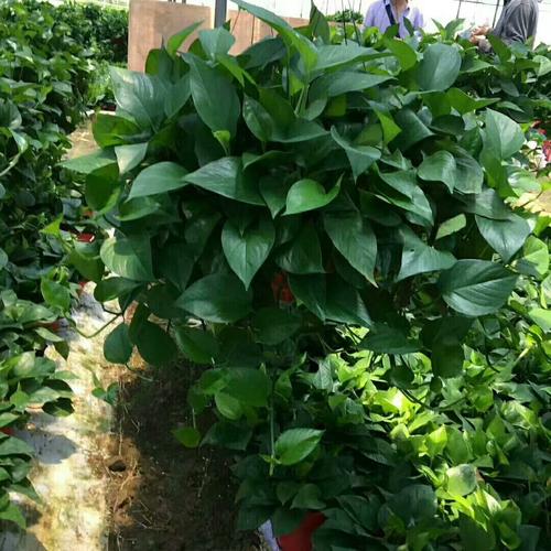 大葉綠蘿的綠化養(yǎng)護