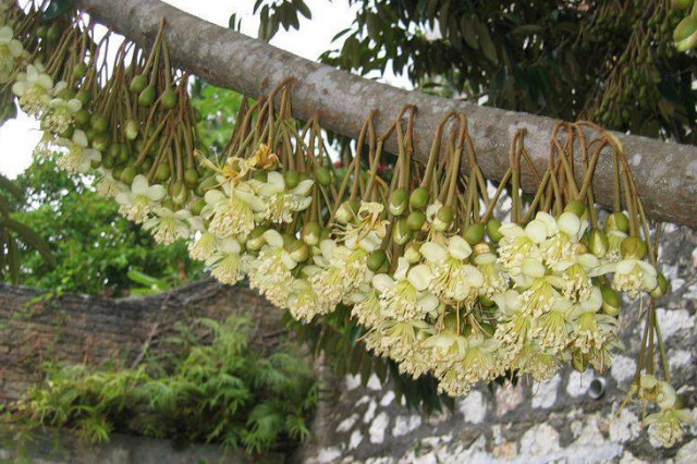 深圳綠化公司，榴蓮