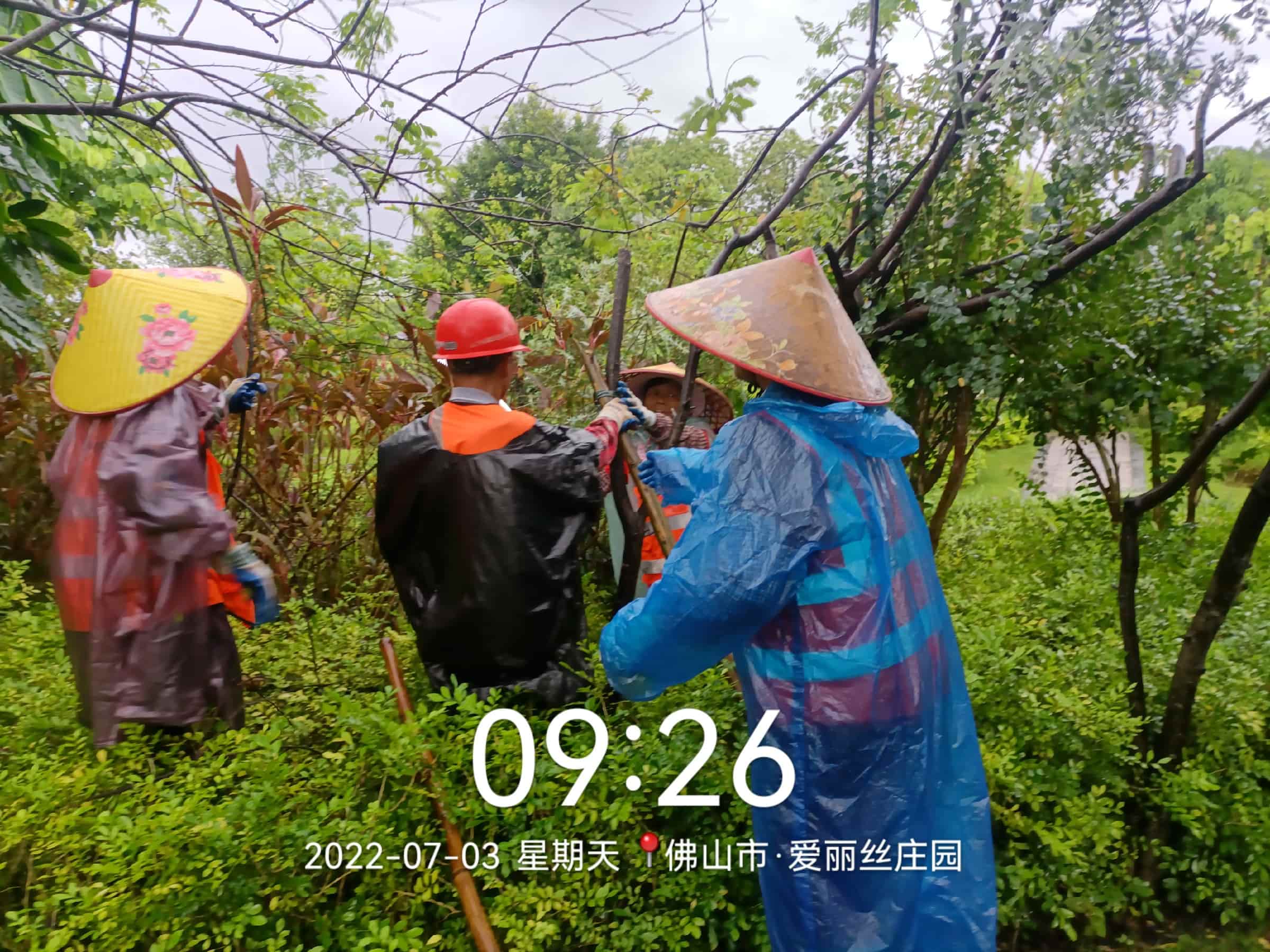 園林養(yǎng)護,美的鷺湖