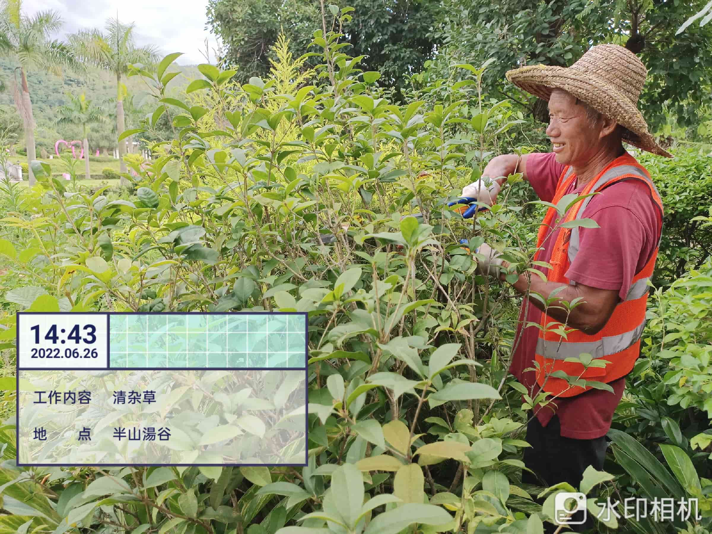 園林養(yǎng)護,美的鷺湖